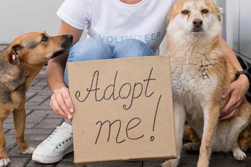 change a pet's life day